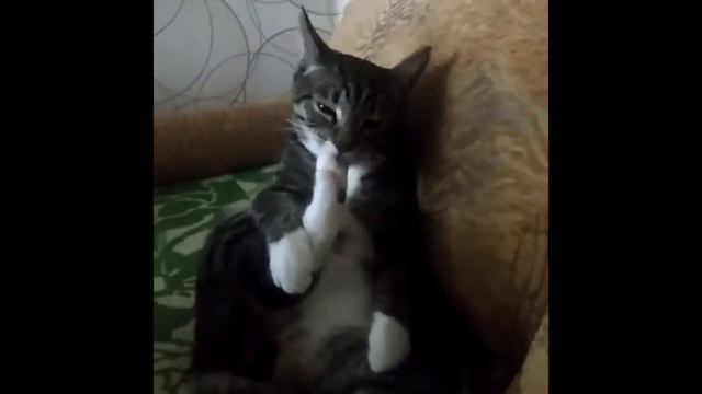 Кот Мурзик смешно умывает заднюю лапу смотреть онлайн
