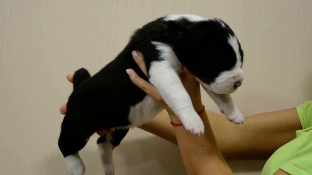 ОЕССЕНН СТИЛЬ Вояж 14 дней. Продаются щенки среднеазиатской овчарки смотреть онлайн