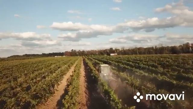 ПРОДАЖА ВИНОГРАДНИКОВ У МОРЯ В КРАСНОДАРСКОМ КРАЕ смотреть онлайн