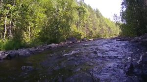 Сплав на байдарке по рекам Важенка и Пулонга 6/7 | Лось переплывал Котозеро