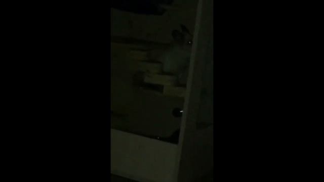 Ночная жизнь шиншиллы. Спокойной ночи. Chinchilla nightlife смотреть онлайн