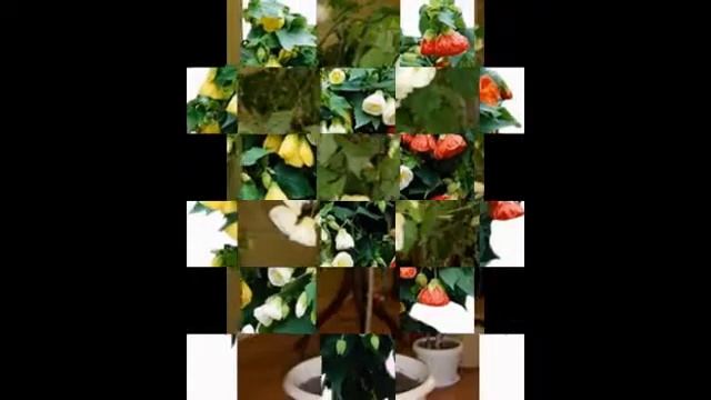 АБУТИЛОН БЕЛЛА (ГИБРИДНЫЙ АБУТИЛОН) - МНОГООБРАЗИЕ РАСЦВЕТОК И ОБИЛЬНОЕ ЦВЕТЕНИЕ смотреть онлайн