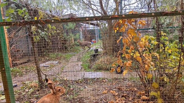 Калия испугалась и напугала зайцев смотреть онлайн