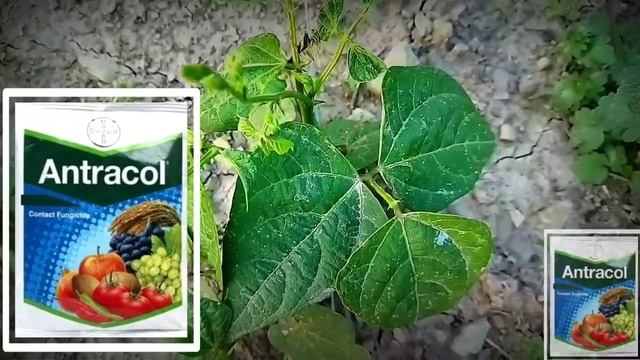 Bayer Antracol Fungicide | Antracol Fungicide | Antracol Fungicide Use