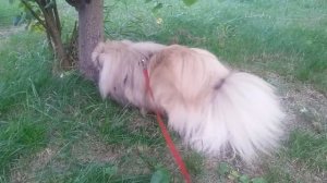 Пекинес рацион (часть-2) что нельзя давать собаке кушать.