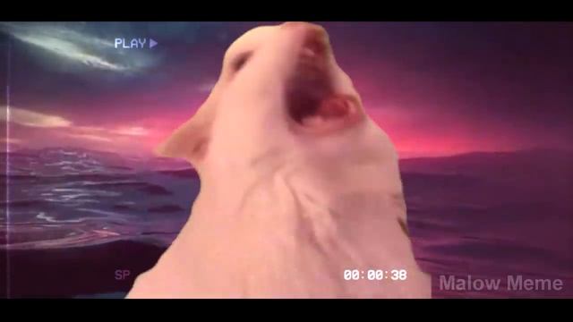 Коты поют: The Weeknd - Blinding Lights - Cat Cover смотреть онлайн