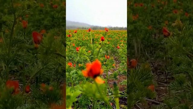 Адонис летний #дагестан #адонис смотреть онлайн