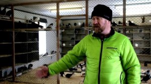 Голуби братьев Бобровников. Беларусь.