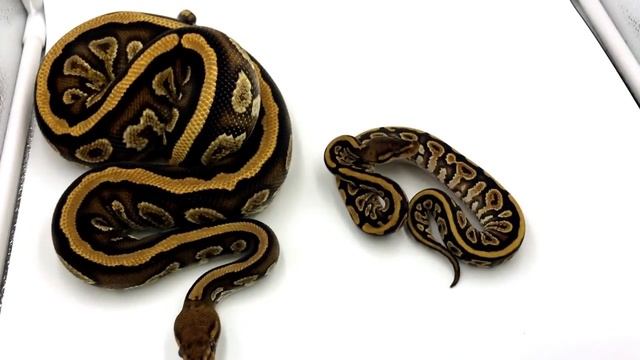 Ball Python Morph Comparison (Baby and Adult Versions) смотреть онлайн