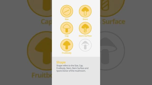 False deathcap (Amanita citrina) | Shape | Practical Short Profile | Shroomers смотреть онлайн
