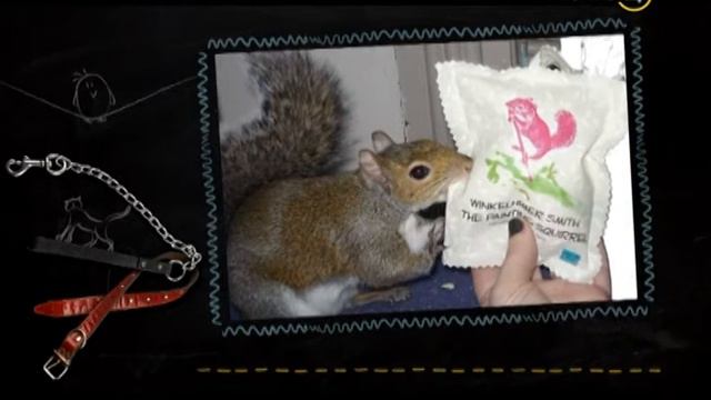 06.10.15 Усы, Лапы, Хвост! смотреть онлайн