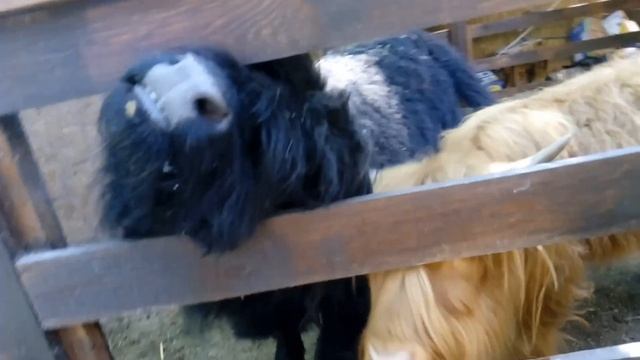 Крутой и очень позитивный шотландский скот) смотреть онлайн