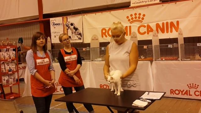 Порода КАРЕЛЬСКИЙ БОБТЕЙЛ на выставке смотреть онлайн