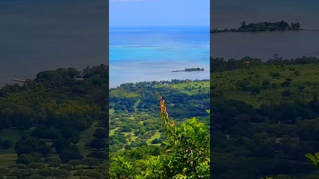 Мавриканские виды