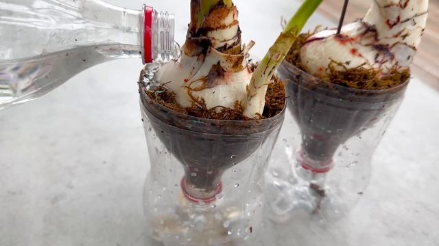 Growing Amaryllis flowers without watering VERY BEAUTYFUL смотреть онлайн