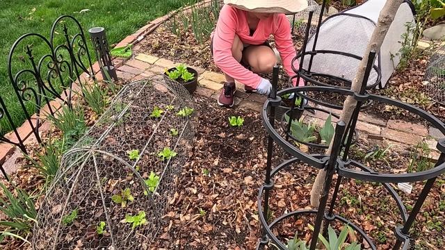 Trimming Bergenia ~ Lettuce Planting ~ Whats in Bloom Before the Freeze! ???// Suburban Oasis смотреть онлайн