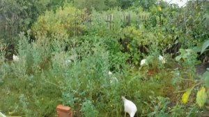 Дожди.Шампиньоны.Индюшки БИГ-6. Бройлеры КОББ-500.Огороды