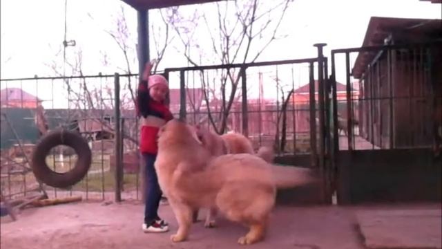 Caucasian Shepherd Dog/Кавказские Овчарки Питомника Дон-Ратибор смотреть онлайн