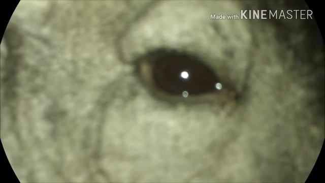 Моя шиншилла Венька😘