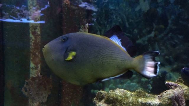 Крылатка-зебра, оранжевополосый спинорог и мелихт смотреть онлайн