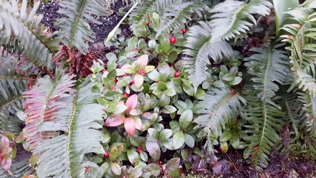 Wintergreen / Gaultheria shallon смотреть онлайн