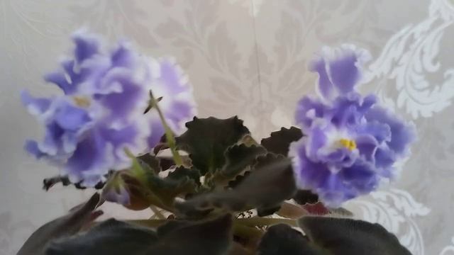 фиалка ЕК Снег и небо смотреть онлайн