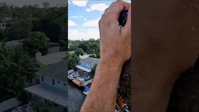 Cutting down a tall wobbly Palm tree 🌴 смотреть онлайн