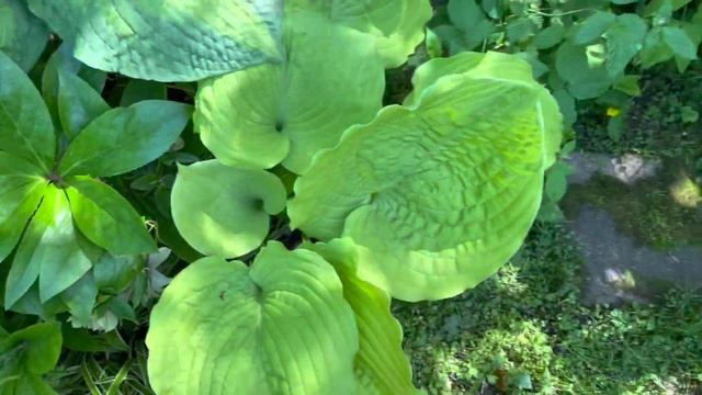 Крупные хосты - «монстры среди нас»! ? смотреть онлайн