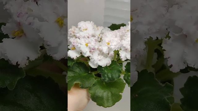 Фиалка АВ-Любимая Игрушка смотреть онлайн