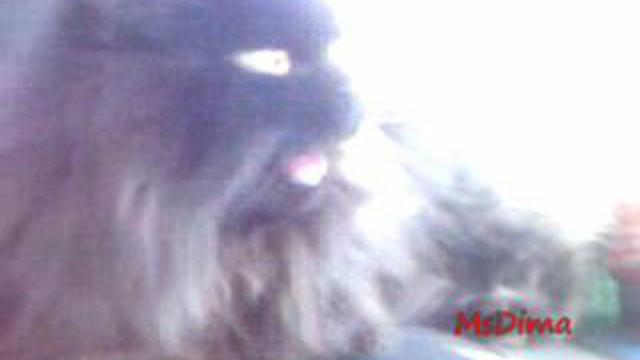 КОТ ДЫШИТ РТОМ???:)