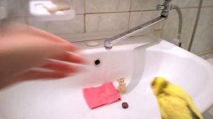 Купание Волнистого ПОПУГАЯ! Как купается попугай?! Parrot bathing. Уход и содержание попугая)))
