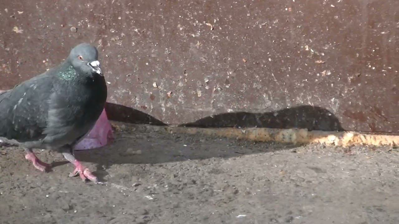 Учимся оценивать состояние птиц, наблюдая за ними . Голуби.14.03.2024 смотреть онлайн