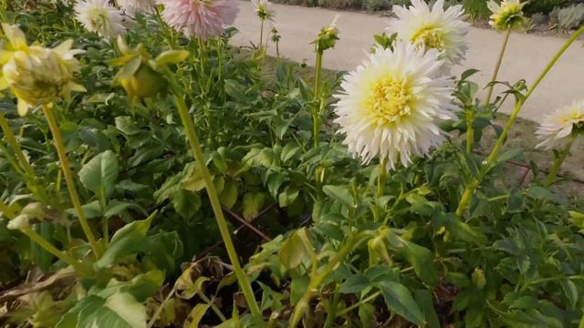 DAHLIA NADIA RUTH IN PARK VORDENSTEIN смотреть онлайн