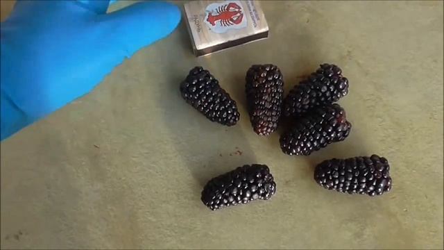 КАРАКА БЛЕК- ранний сорт ежевики с красивой, удлинённой ягодой. смотреть онлайн