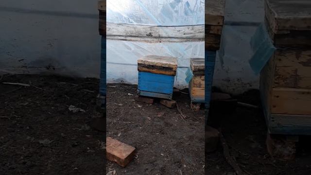 спасаем пчел зимой смотреть онлайн