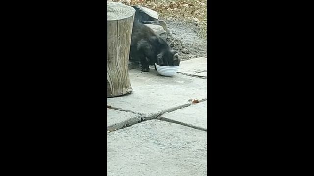 К нам пришла жить чужая кошка. смотреть онлайн