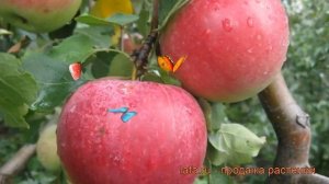 Яблоня обыкновенная Рождественское (malus) ? обзор: как сажать, саженцы яблони Рождественское