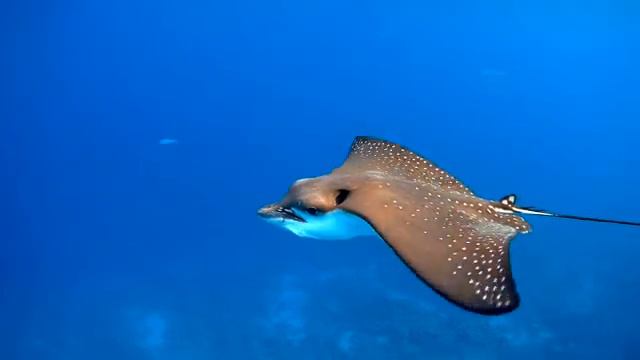 Spotted eagle ray (Aetobatus narinari) mesmerizing flight, Пятнистый орляк завораживающий полет смотреть онлайн