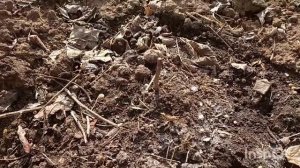 Весна. Открываем инжир и виноград. Посадили киви.