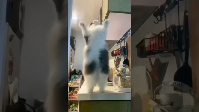 Котики ❤ смотреть онлайн