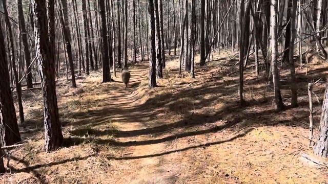 7 Days till Start of Appalachian Trail (26 Feb 24) смотреть онлайн