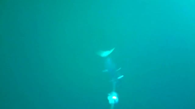 Rapala X Rap Magnum 40  Trolling For Tuna And King Mackerel Filmed On Water Wolf
