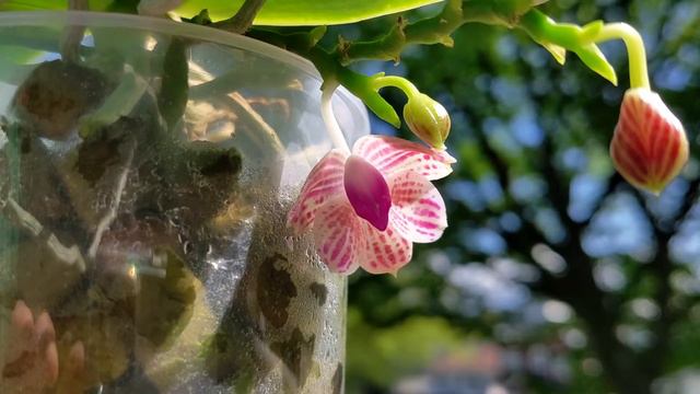 Phalaenopsis Javanica