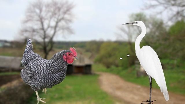 ПРИТЧА ПРО МАЛЕНЬКУЮ СЕРУЮ КУРОЧКУ