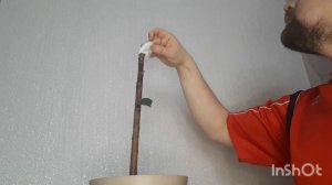 Фикус каучуконосный. Как заставить кустится? Кербовка в помощь!!!😉