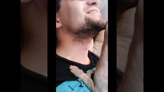 Кот Сфинкс трется об бороду смотреть онлайн