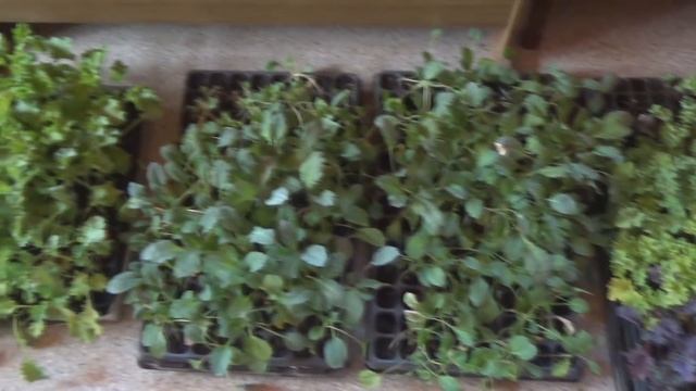 Высадка капусты кале (кейл) в грунт с учетом прошлых лет. Как посадить капусту на черное агроволокн смотреть онлайн