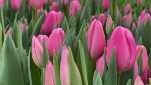 Sweet Telle. Выгонка тюльпанов на 8 Марта