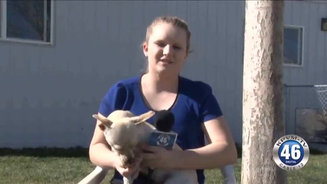 02/02/2018 Save-A-Pet | Desert Haven Animal Society | Emily Roberts смотреть онлайн