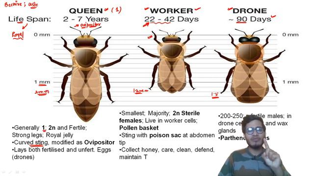 L7: Difference between Drones, Queen bee and Worker bee in detail ft. Vipin Sharma смотреть онлайн
